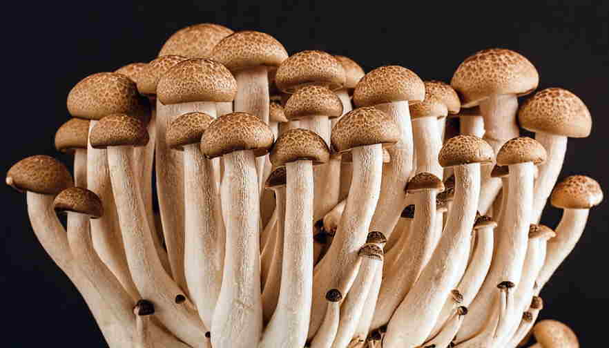 How Do Fungi Get Food